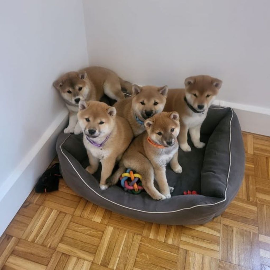 chiot Shiba des Anges de Moissy